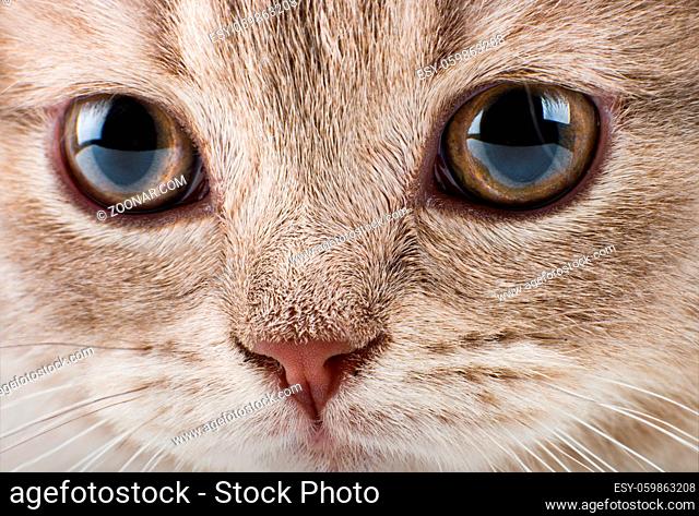 the beautiful brown little kitten, very closeup muzzle