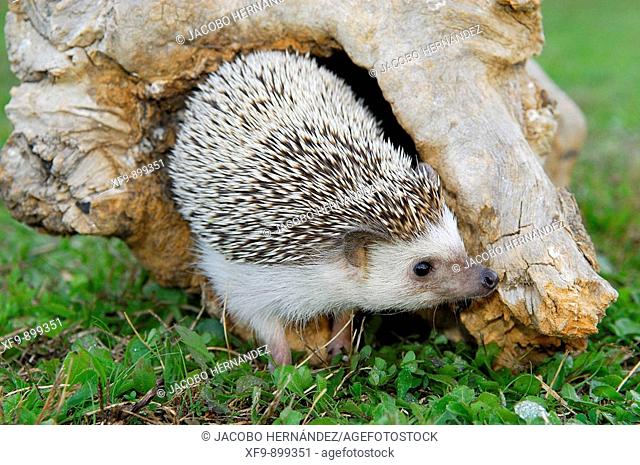 Algerian hedgehog (Atelerix algirus)