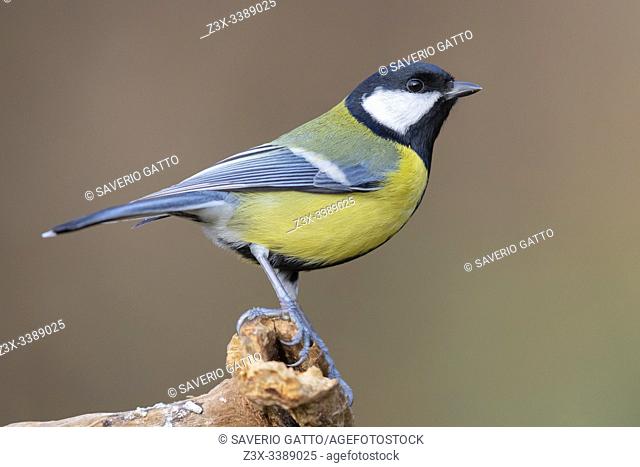 Great Tit (Parus major), side view of an adult standing on a dead branch, Podlachia, Poland