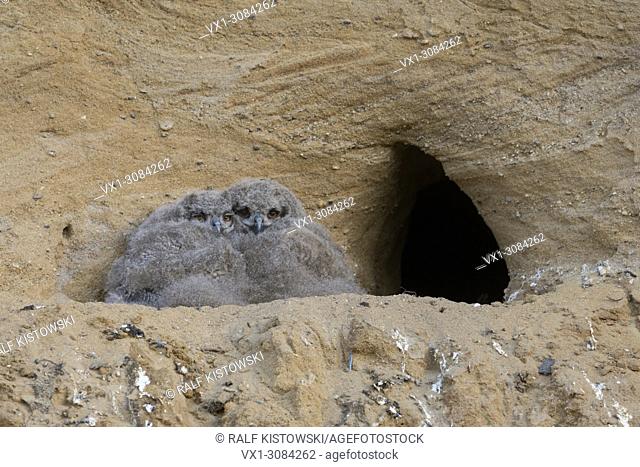 Eurasian Eagle Owls ( Bubo bubo ), young chicks, sitting in front of their nesting site in a sand pit, wildlife, Europe