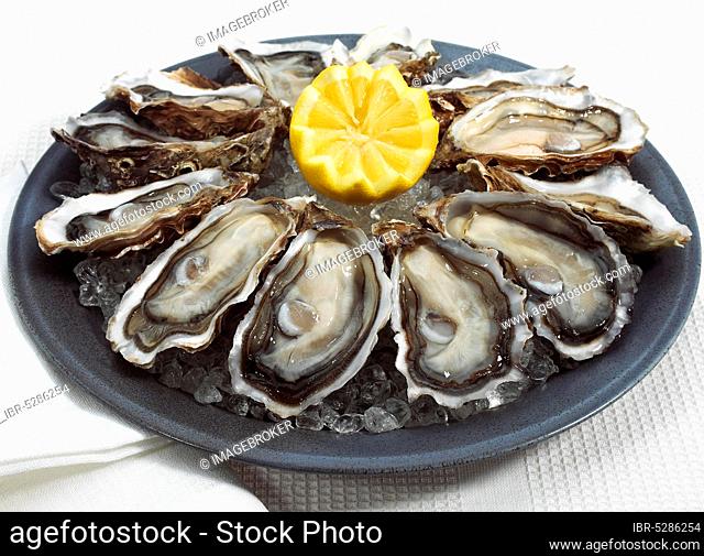Plate of French Marennes d'Oleron oysters, ostrea edulis and lemon