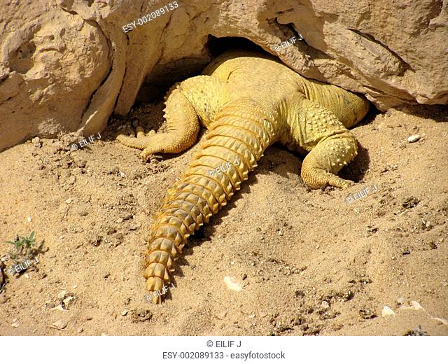 Lizard hiding in Qatari desert