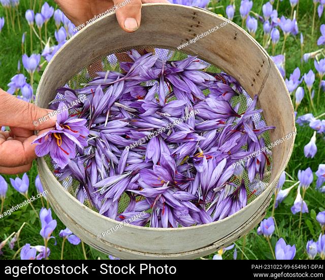 PRODUCTION - 17 October 2023, Saxony, Döbrichau: The first harvested, purple-flowering saffron crocuses (Crocus sativus) are on display at a garden site in...