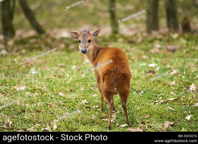 Red forest duiker (Cephalophus natalensis) on a meadow, Bavaria, Germany, Europe