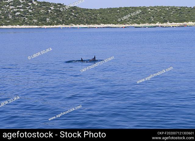 Illustrative photo, Bottlenose Dolphin swimming nearby fish farm near Lavdara island, Dalmatia, Croatia on June 25, 2017. (CTK Photo/Libor Sojka)