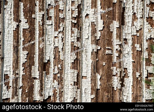 Old wooden board weathered grunge surface with cracked and peeling paint closeup as background