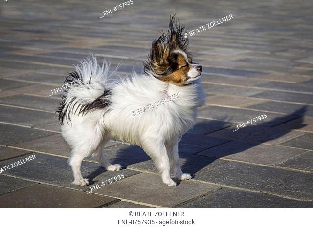 Papillon dog standing in wind