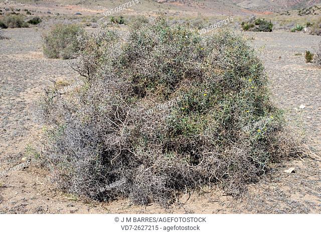 Launaea arborescens is a spiny shrub native to Canary Islands, southeastern Spain and west Africa. Angiosperms. Asteraceae