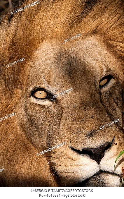Lion Panthera leo, Kapama Game Reserve, South Africa