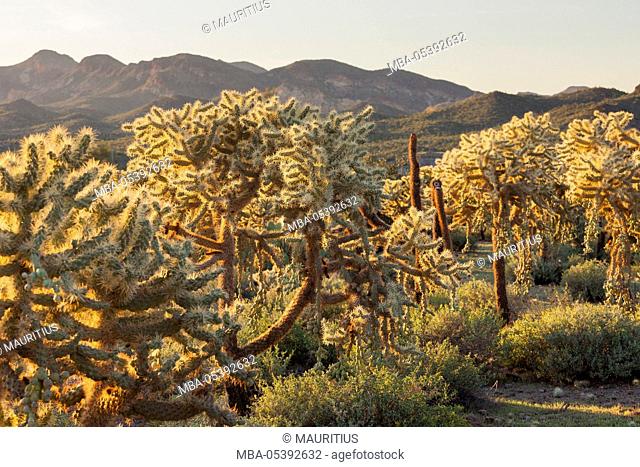 Cholla cacti, Lost Dutchman State Park, Arizona, USA