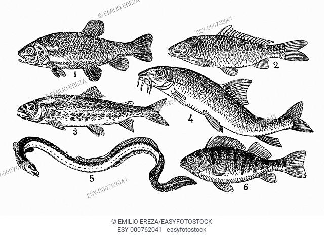 Illustration old river fish: 1, tench - 2, Carp - 3 trout - 4 barb - 5, eel - 6, perch