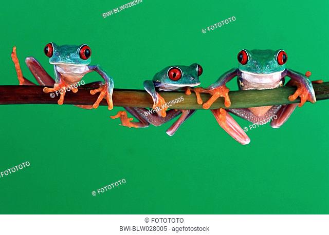 red-eyed treefrog Agalychnis callidryas, three indivuduals climbing on a twig