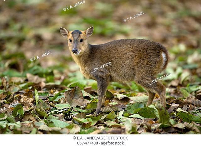 Muntjac Deer (Muntiacus reevesi), female