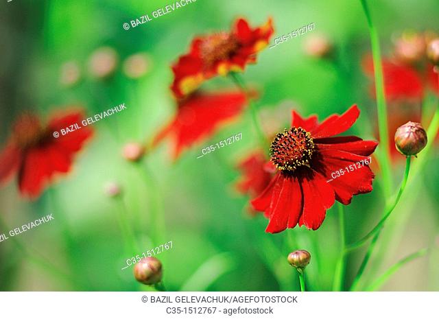 Red flower Coreopsis verticillata