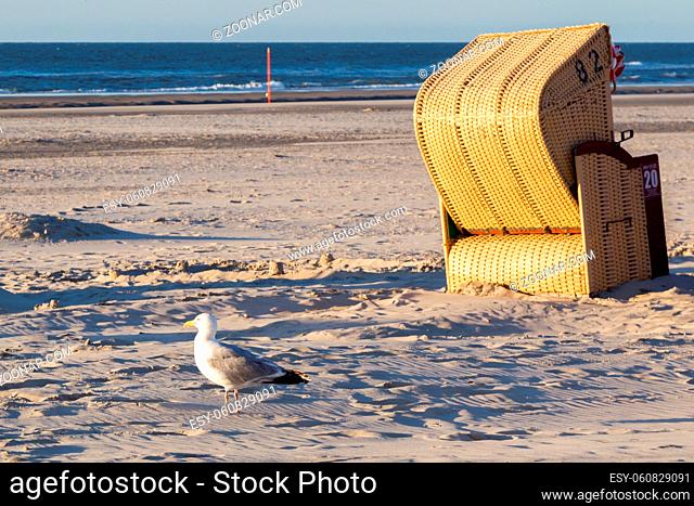 Möwe und Strandkorb am Strand auf der ostfriesischen Nordseeinsel Juist in Deutschland, Europa. Seagull and beach chair in evening light on the beach of the...