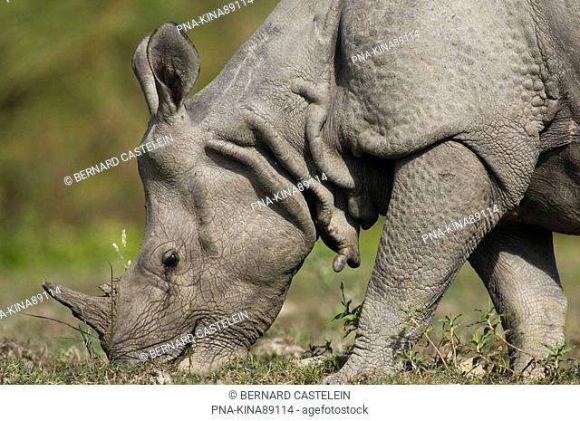 Indian rhinoceros Rhinoceros unicornis - Assam, India, Asia