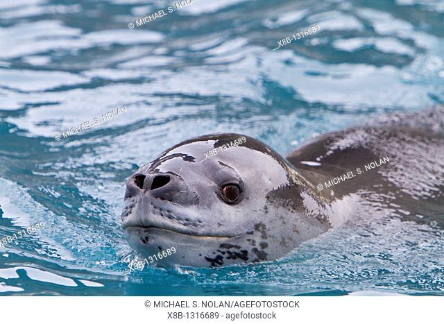 Adult leopard seal Hydrurga leptonyx near the Antarctic Peninsula, Southern Ocean  MORE INFO The leopard seal is the second largest species of seal in the...
