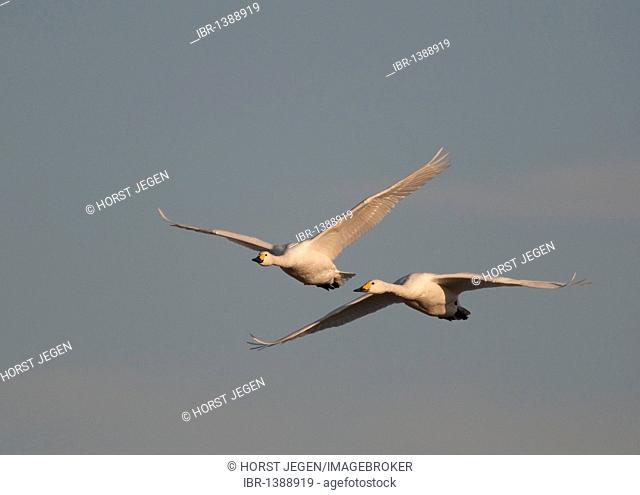 Bewick's swans (Cygnus columbianus) in flight