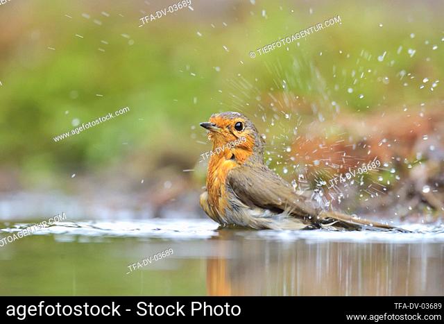 European Robin in the water