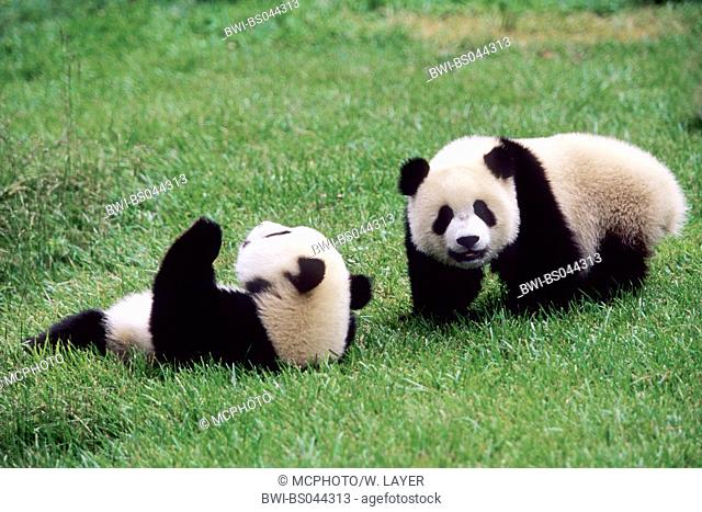 giant panda (Ailuropoda melanoleuca), two eight months old Giant Pandas playing in the research station of Wolong, national animal of China, China, Sichuan