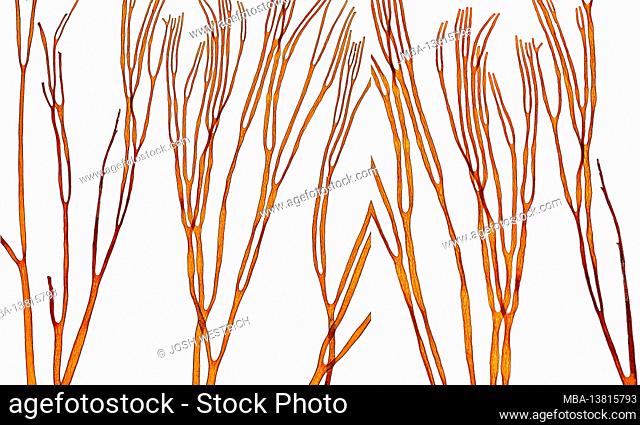 Himanthalia elongata (Linnaeus) SF Gray, brown alga (Phaeophyceae)
