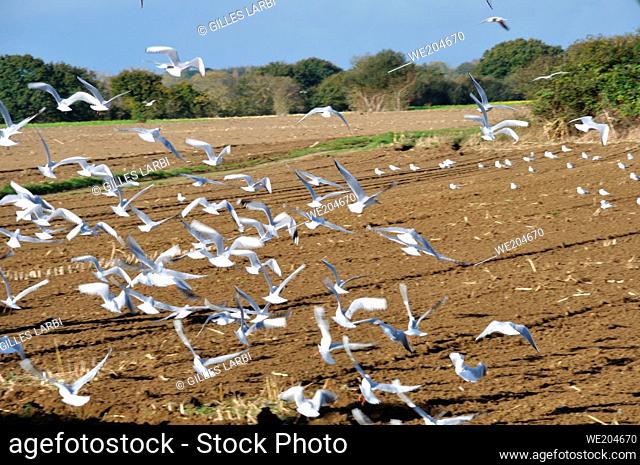 Seagulls in a field in Brittany