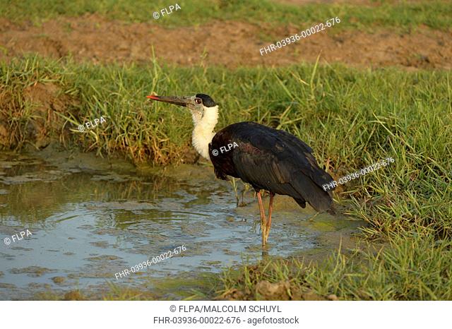 Woolly-necked Stork (Ciconia episcopus episcopus) adult, standing in small pool, Bundala N.P., Sri Lanka, March