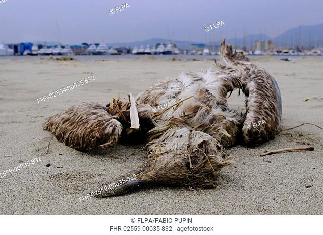 Yellow-legged Gull Larus michahellis dead juvenile, washed up on shore near harbour, Italy, january