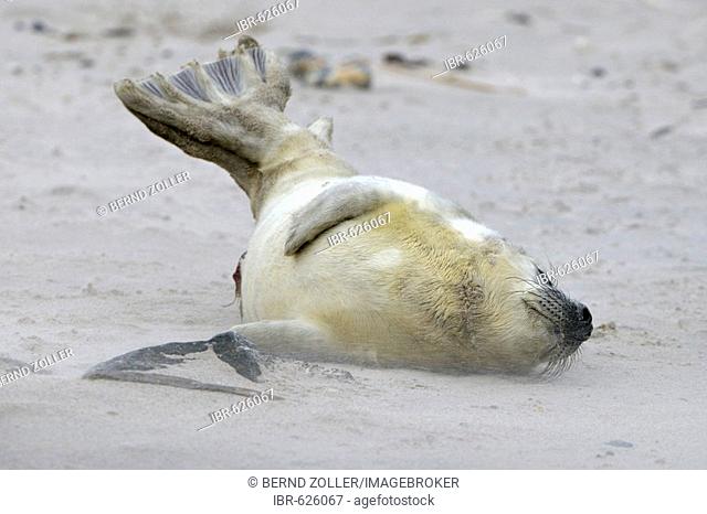 Grey Seal (Halichoerus grypus), young playing