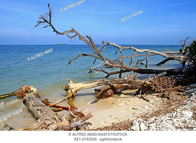 wooden trunks on the beach, Barú peninsula, Caribbean Sea, Colombia
