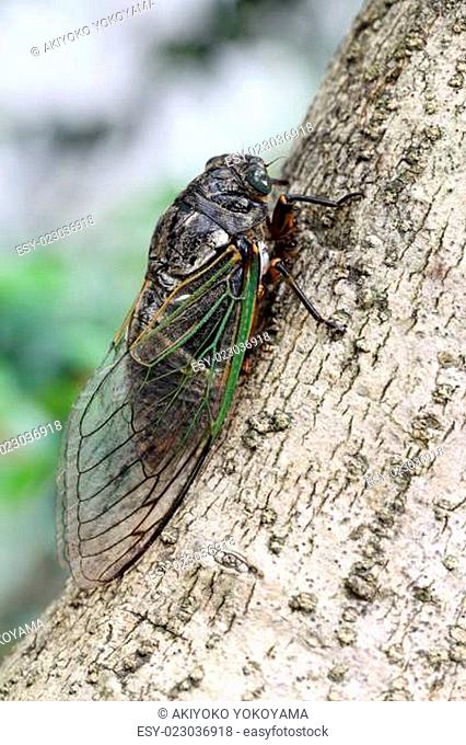 Cicada holding on a tree, Cryptotympana facialis, kumazemi