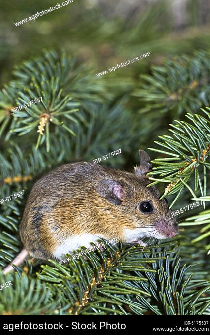 Yellow necked mouse (Apodemus flavicollis), Querumer Wald, Lower Saxony, Germany, Europe