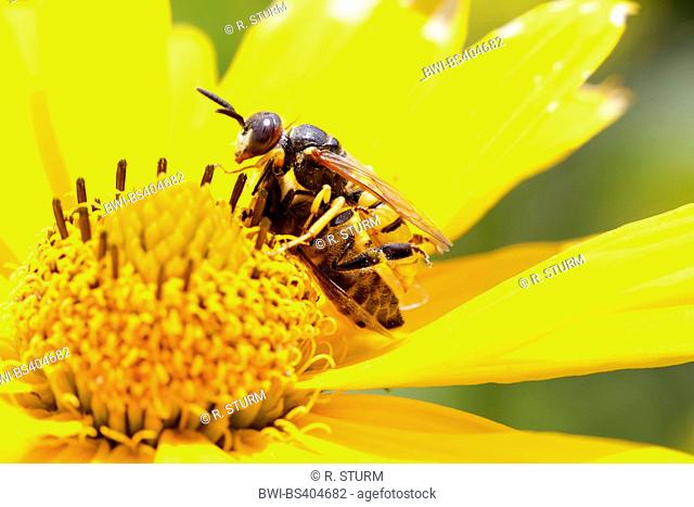 Bee-killer wasp, Bee-killer (Philanthus triangulum, Philanthus apivorus), fighting with a bee on a yellow blossom, Germany, Bavaria