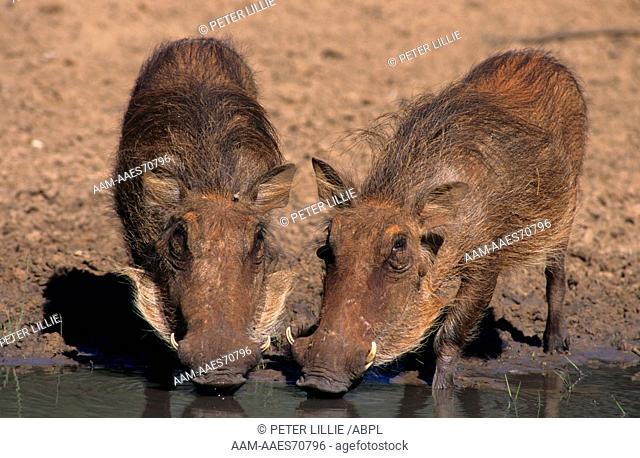 Warthog Sows only have one pair of Warts, Mkuzi Game Reserve, Natal, S. Africa