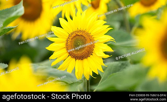08 August 2023, Baden-Württemberg, Rottweil: Sunflowers bloom in a field near Rottweil. Photo: Silas Stein/dpa. - Rottweil/Baden-Württemberg/Germany