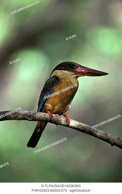 Brown-headed Storkbilled Kingfisher pelargopsis capensis close-up / perched on branch