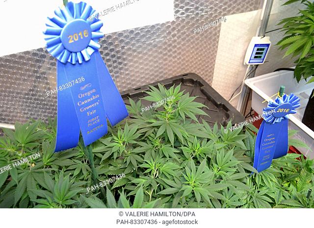 The winning marijuana plants ""Super Sour Diesel"" and ""Granddaddy Purple"", at the agricultural show, the Oregon State Fair, 26 August 2016 in Oregon
