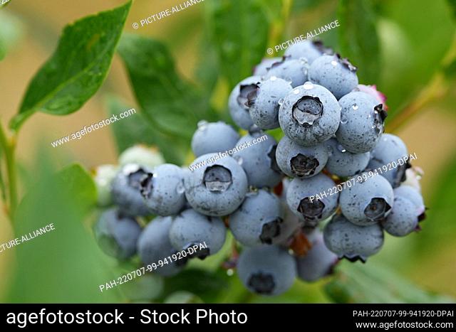 07 July 2022, Brandenburg, Kremmen: Blueberries grow at the official start of the blueberry season near the village of Flatow in a field belonging to the...