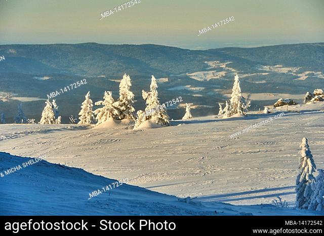 spruce trees (picea abies) in winter on a sunny day, berg arber, bavarian forest, bavaria, germany
