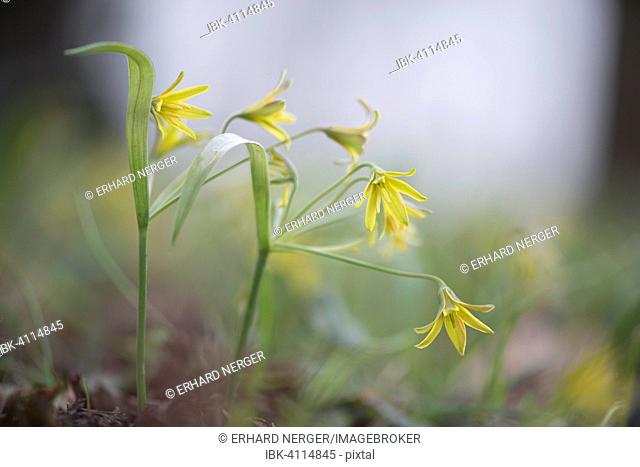 Yellow Star-of-Bethlehem (Gagea lutea), Ruegen, Mecklenburg-Western Pomerania, Germany