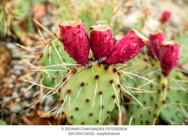 A cactus with a blossom and drops of water