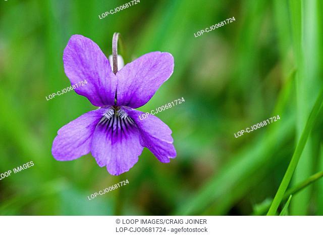 Common Dog Violet in Exmoor National Park