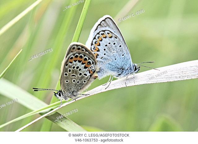 Mating Blues, Reverdin's plebejus argyrognomon or Silver-studded,  Mixed mating among the blues Looks like a Male Reverdin's with female Silver-studded