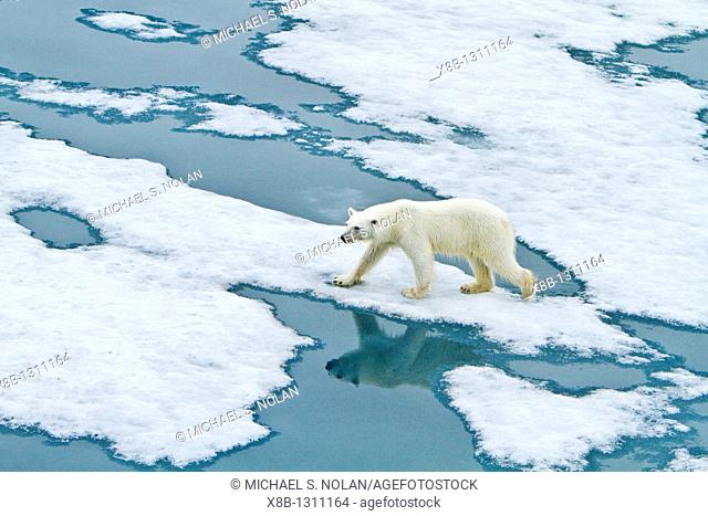 Young curious female polar bear Ursus maritimus approaches the Lindblad Expedition ship National Geographic Explorer on fast ice near Hinlopen Strait off the...