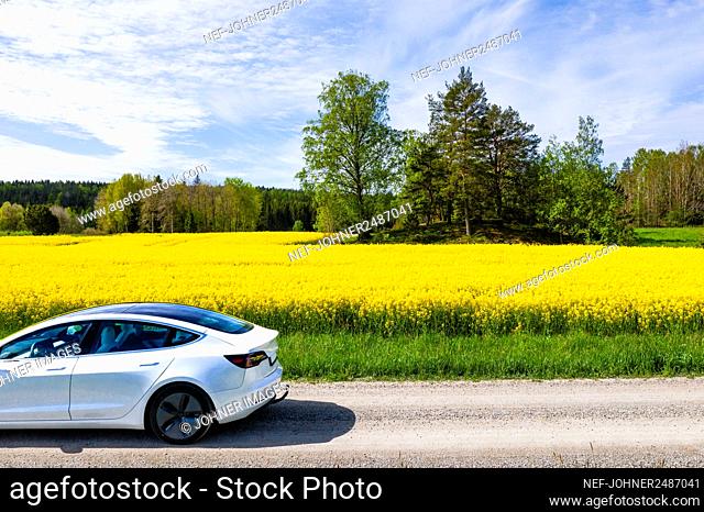 Blooming rapeseed field with car on foreground