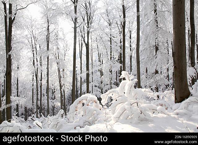 View of winter beech forest on a frosty, sunny morning, Bischofskoppe Mountain, Poland