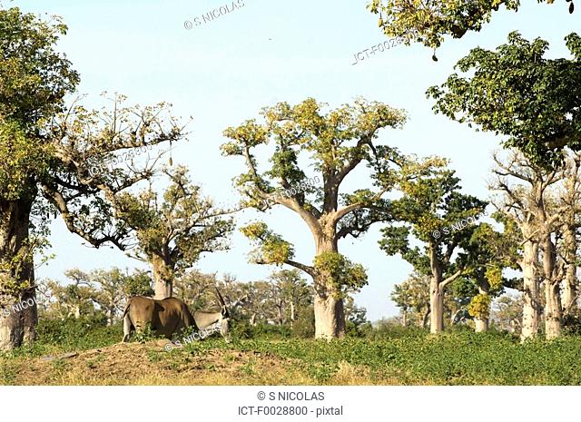 Senegal, Bandia reserve, eland of the Cape and baobabs
