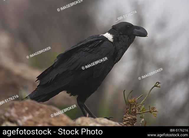 African White-necked Raven (Corvus albicollis), Giant's Castle Nature Reserve, Drakensberg, KwaZulu-Natal, South Africa, Africa