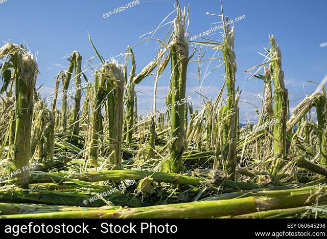 Hail damage and heavy rain destroys agriculture and maize fields