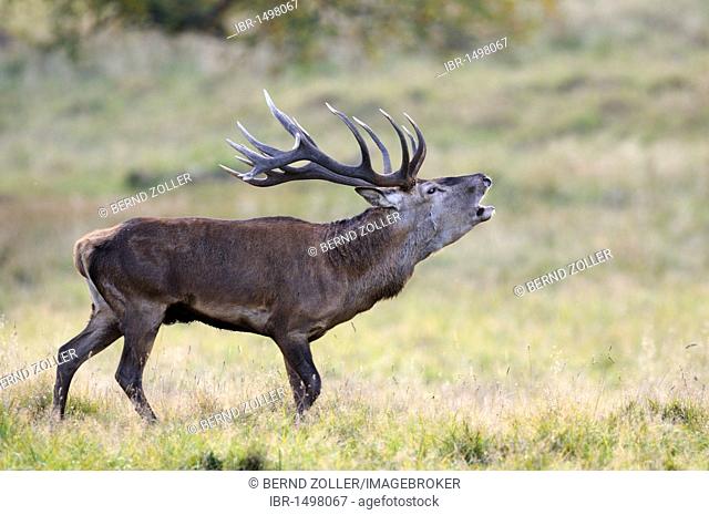 Red deer (Cervus elaphus), rutting stag roaring, Jaegersborg, Denmark, Scandinavia, Europe